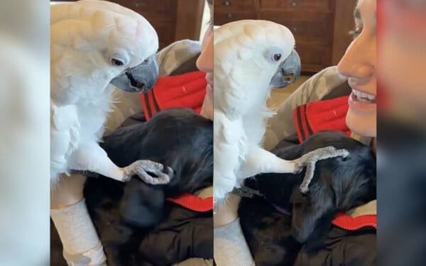 Cacatua diz 'eu te amo' para labrador e viralizada no TikTok cacatua e labrador