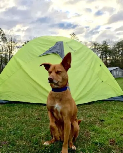 Cachorro abandonado em acampamento encontra nova família Cachorro abandonado em acampamento encontra nova família