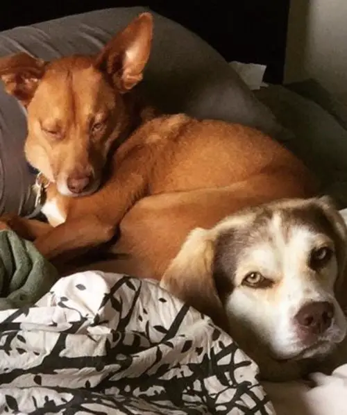 Cachorro abandonado em acampamento encontra nova família Cachorro abandonado em acampamento encontra nova família
