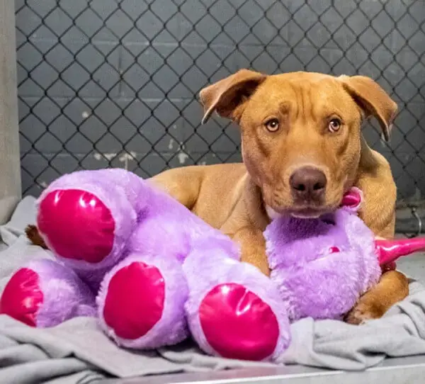 Cachorro de rua que tentava roubar pelúcia, ganha o brinquedo de presente Cachorro ganha pelucia que tentava roubar