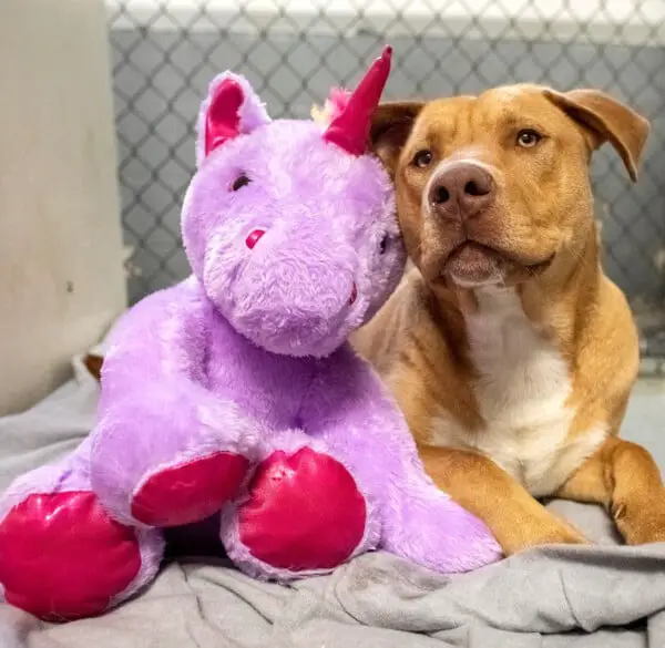 Cachorro de rua que tentava roubar pelúcia, ganha o brinquedo de presente Cachorro ganha pelucia que tentava roubar