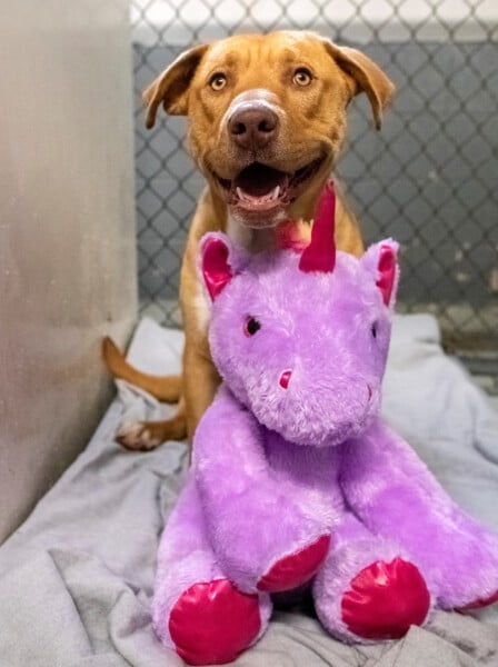 Cachorro de rua que tentava roubar pelúcia, ganha o brinquedo de presente Cachorro ganha pelucia que tentava roubar