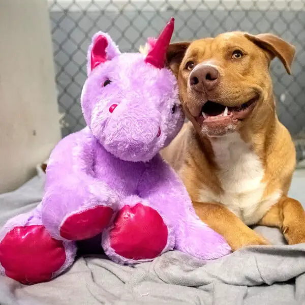 Cachorro de rua que tentava roubar pelúcia, ganha o brinquedo de presente Cachorro ganha pelucia que tentava roubar