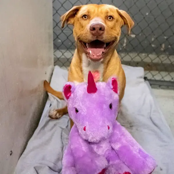 Cachorro de rua que tentava roubar pelúcia, ganha o brinquedo de presente Cachorro ganha pelucia que tentava roubar