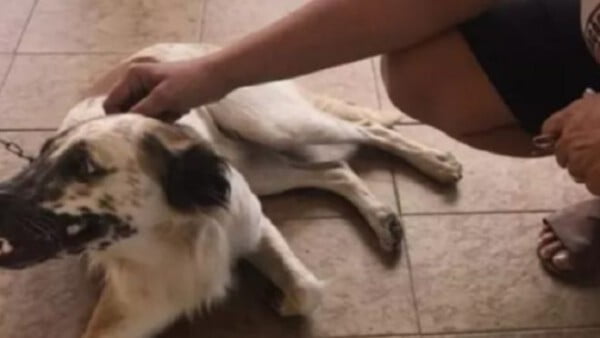 Cão assina petição contra agressor e recebe medida protetiva