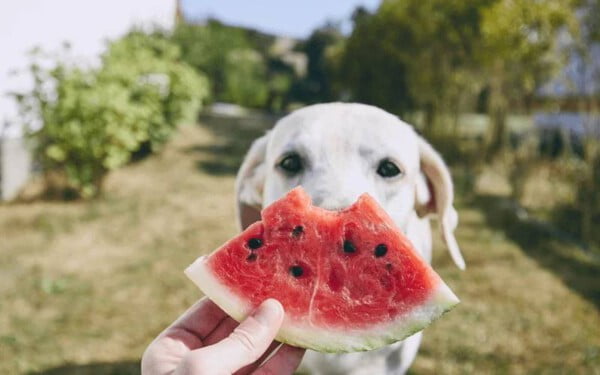 Cachorro pode comer melancia?