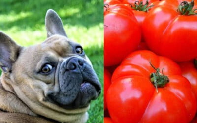 Cachorro pode comer tomate?