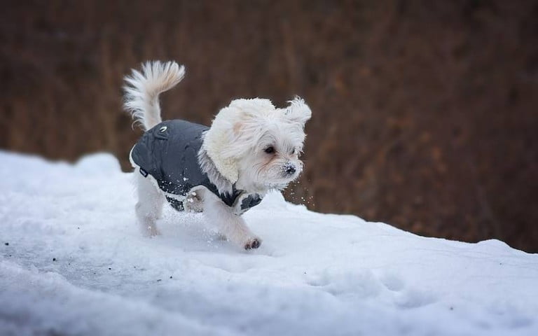 Cães no inverno: os cuidados necessários