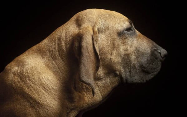 Fila brasileiro: saiba tudo sobre a raça