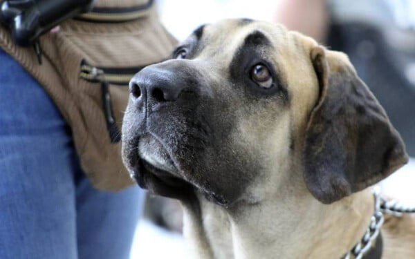 Fila brasileiro: saiba tudo sobre a raça