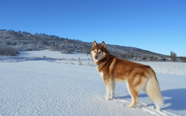 Husky siberiano: saiba tudo sobre a raça