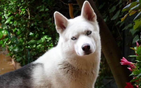 Husky siberiano: saiba tudo sobre a raça