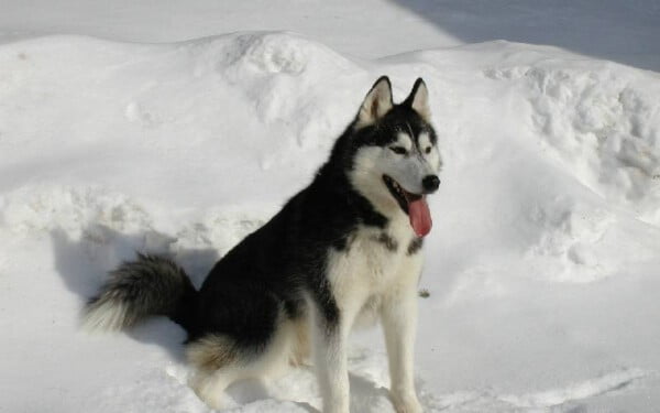 Husky siberiano: saiba tudo sobre a raça