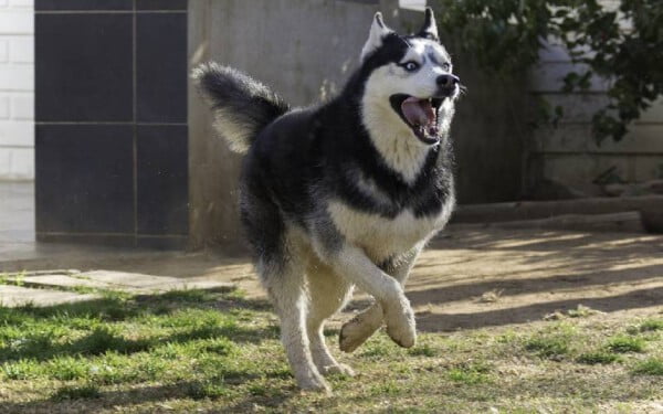 Husky siberiano: saiba tudo sobre a raça