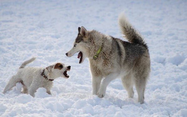 Husky siberiano: saiba tudo sobre a raça