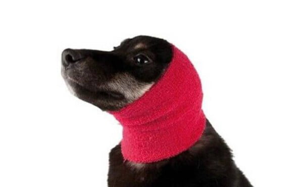 Use meias para proteger seu cachorro dos fogos de artifício Use meias para proteger seu cachorro dos fogos de artifício