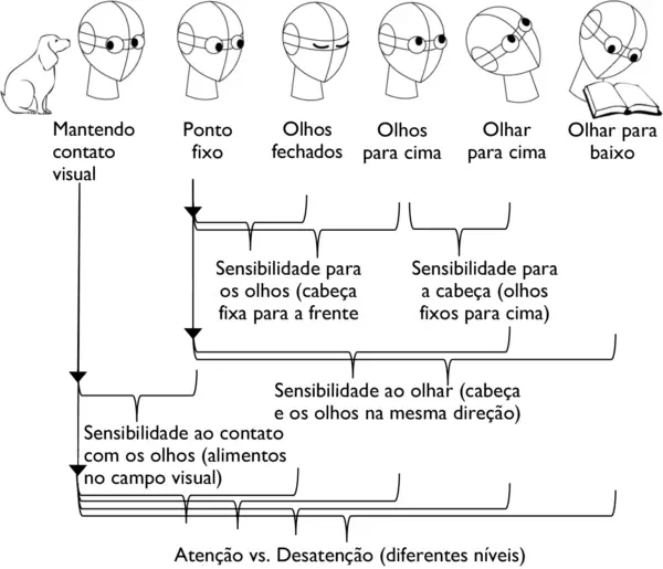 Coisas incríveis que os cães sabem sobre os humanos