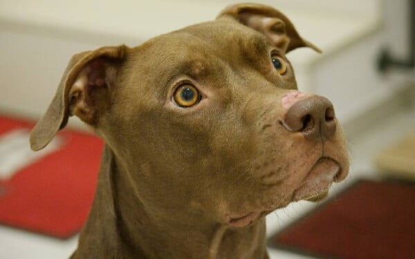 Pitbull: saiba tudo sobre a raça pitbull-raça-5