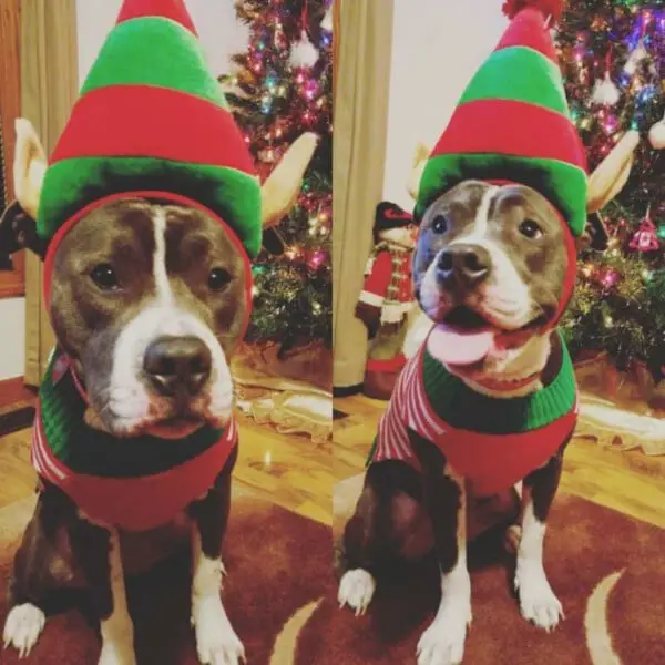 Um post para quem acha pitbulls cruéis Um post para quem acha pitbulls cruéis