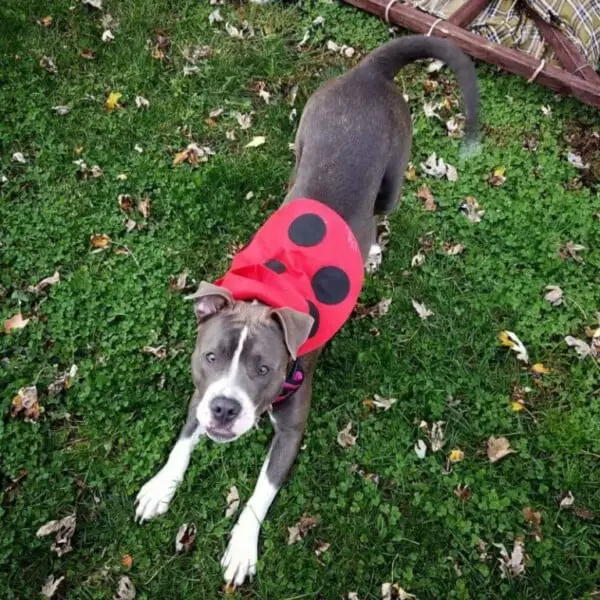 Um post para quem acha pitbulls cruéis Um post para quem acha pitbulls cruéis