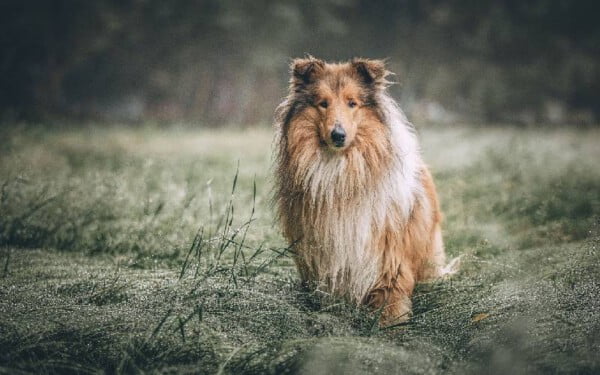 Rough collie: saiba tudo sobre a raça