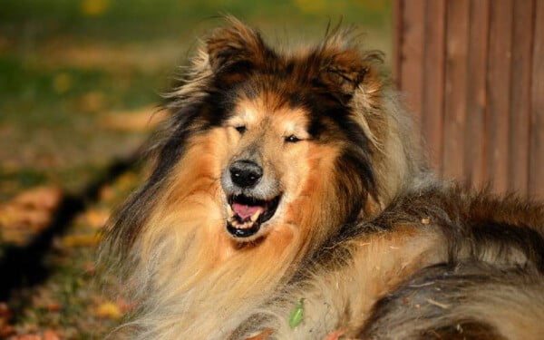 Rough collie: saiba tudo sobre a raça