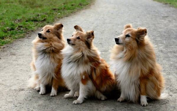 Rough collie: saiba tudo sobre a raça