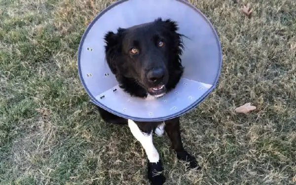 Sarna negra em cães: causas, sintomas e tratamento