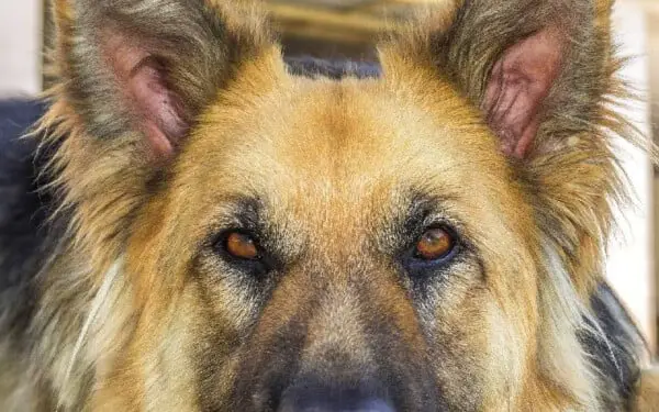 Úlcera de córnea em cães - sintomas, causas e tratamento Úlcera de córnea em cães - sintomas, causas e tratamento