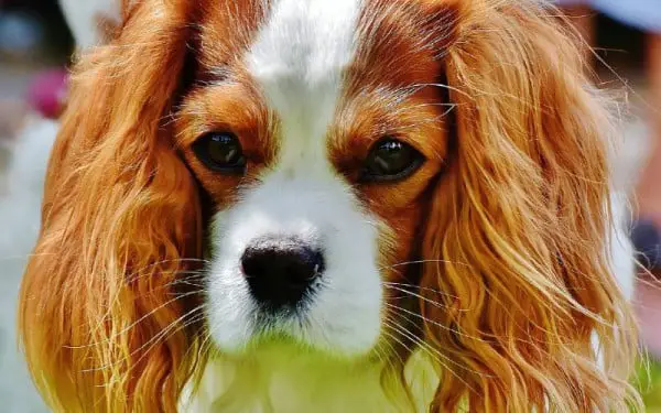 Diferenças entre cocker spaniel e cavalier king charles spaniel