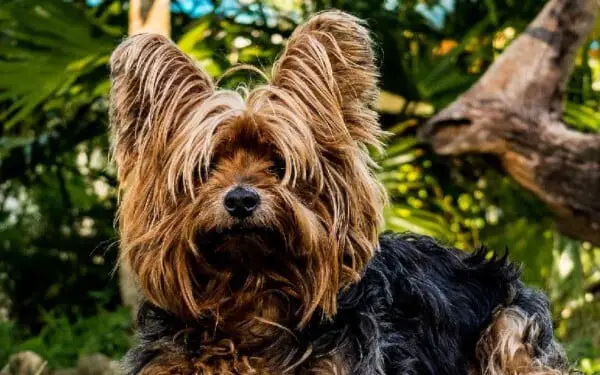 Yorkshire terrier: saiba tudo sobre a raça