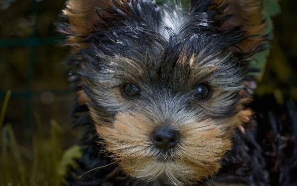 Yorkshire terrier: saiba tudo sobre a raça