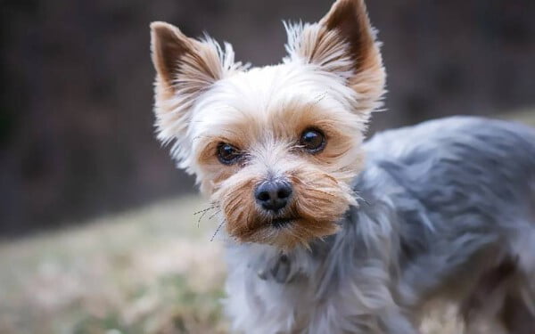 Yorkshire terrier: saiba tudo sobre a raça