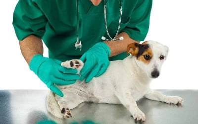 Alopecia em cães - causas da queda de pelos em cachorros