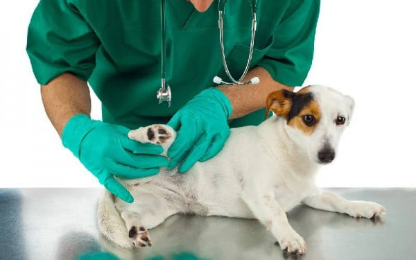 Alopecia em cães - causas da queda de pelos em cachorros alopecia-em-caes