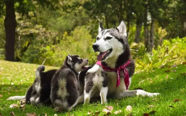 Brucelose canina: causas, sintomas e tratamento