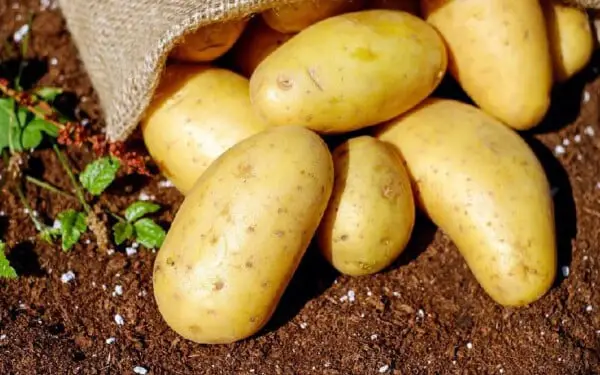 Cachorro pode comer batata?