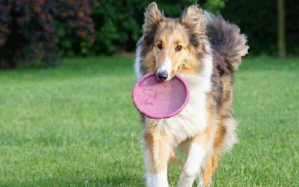 Cachorro pode comer batata?