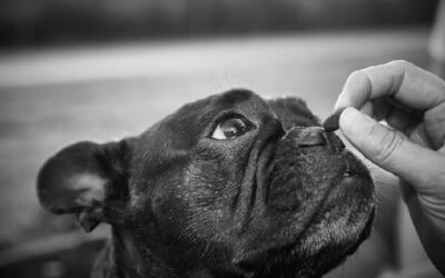 Cachorro pode comer feijão?