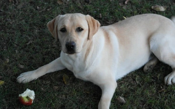 Cachorro pode comer maçã?