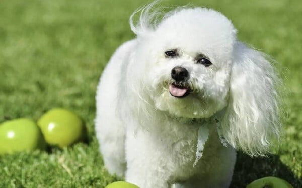 Cachorro pode comer maçã?