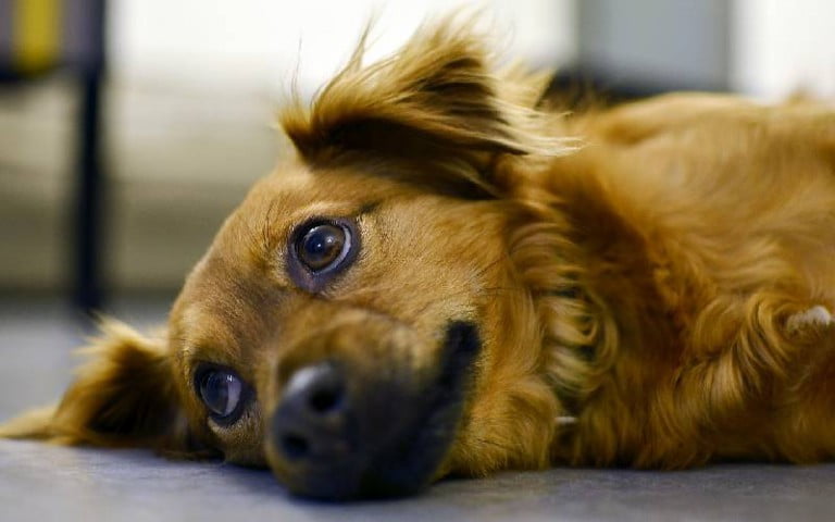 Cachorro intoxicado – sintomas e tratamento