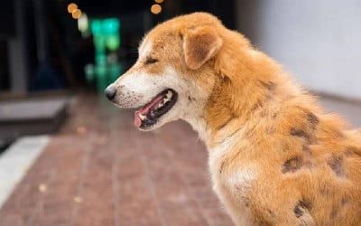 Dermatite canina: causas, sintomas e tratamento
