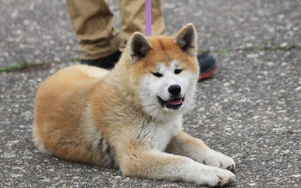 Diferenças entre Akita Inu e Husky Siberiano