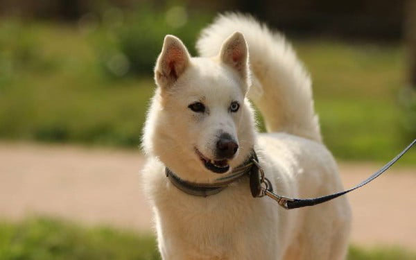 Diferenças entre Akita Inu e Husky Siberiano