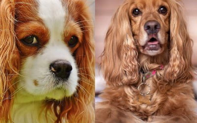 Diferenças entre cocker spaniel e cavalier king charles spaniel