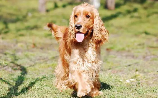 Diferenças entre cocker spaniel e cavalier king charles spaniel