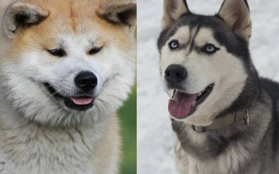 Diferenças entre Akita Inu e Husky Siberiano