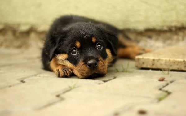Dipilidiose canina: causas, sintomas e tratamento dipilidiose-canina-1