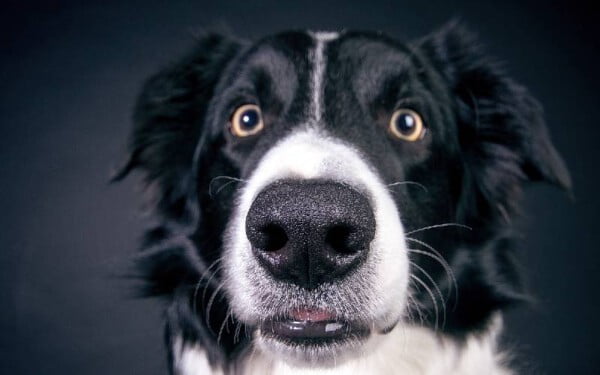 focinho-do-cão-pode-indicar-doença